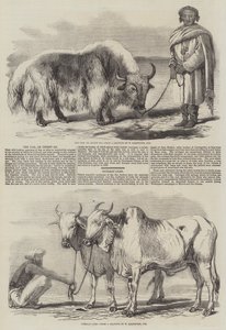 ಯಾಕ್, ಟಿಬೆಟ್ ಓಜ್ಟುರ್ಕ್